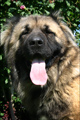 Hodowla owczark�w kaukaskich, kaukazy z Imperial Eriador FCI