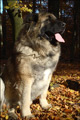 Hodowla owczark�w kaukaskich, kaukazy z Imperial Eriador FCI