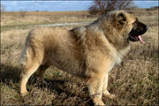 Hodowla owczark�w kaukaskich, kaukazy z Imperial Eriador FCI