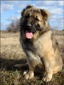Hodowla owczark�w kaukaskich, kaukazy z Imperial Eriador FCI