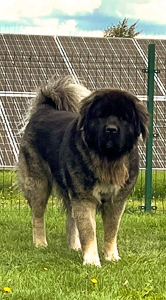 Hodowla owczark�w kaukaskich, kaukazy z Imperial Eriador FCI