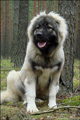 Hodowla owczark�w kaukaskich, kaukazy z Imperial Eriador FCI