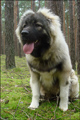 Hodowla owczark�w kaukaskich, kaukazy z Imperial Eriador FCI