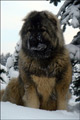 Hodowla owczark�w kaukaskich, kaukazy z Imperial Eriador FCI