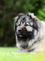 Hodowla owczark�w kaukaskich, kaukazy z Imperial Eriador FCI